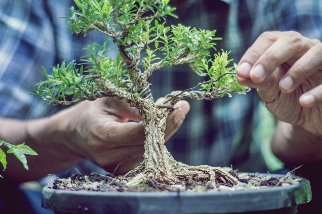 bonsai-2